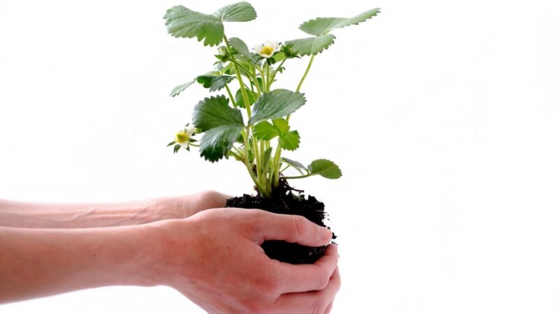 Scommettiamo sull’agricoltura: formazione, colture e opportunità