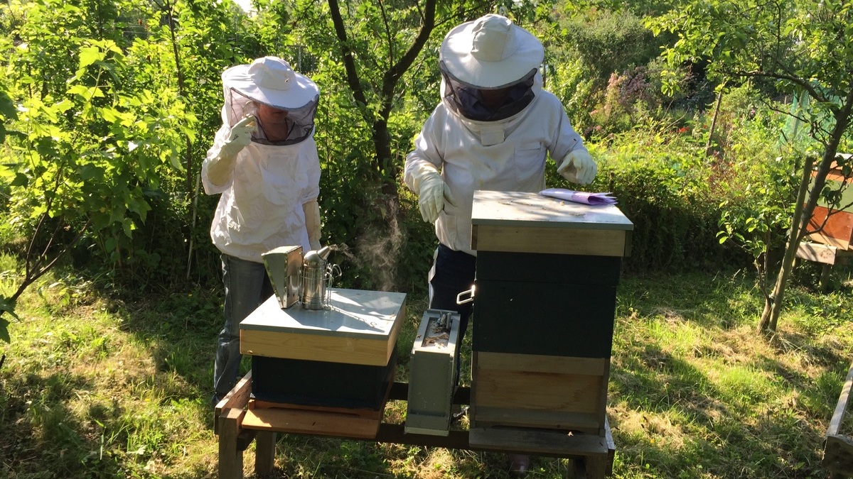 Tecniche di apicoltura professionale, due webinar a cura dell’Aras