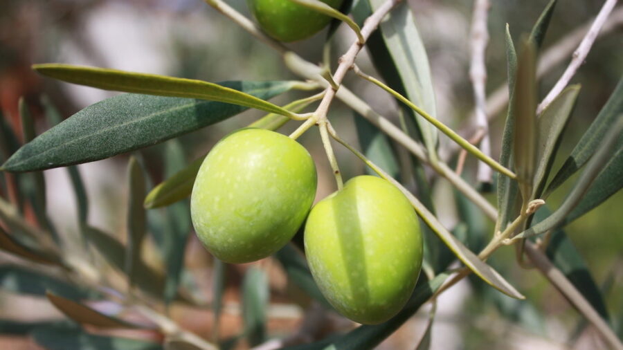 olivicoltura