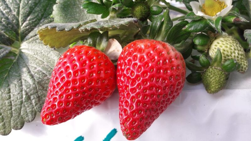 Anche sui monti Sicani si raccolgono le fragole, e non è un esperimento