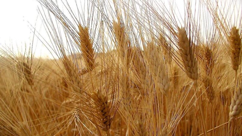 Genetica, ipotesi Crea: geni del frumento tenero per migliorare il duro