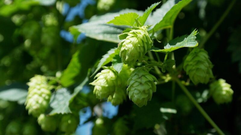 Filiera brassicola: per birra 100% Made in Italy serve più luppolo nostrano