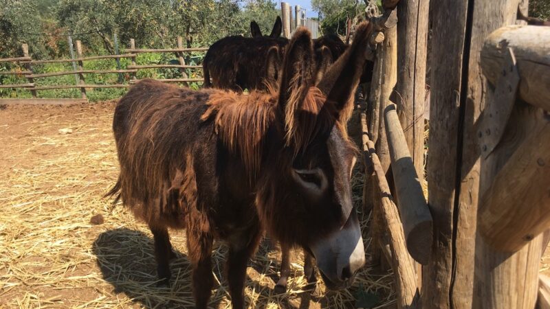 Protocollo d’intesa Regione-Parco, a Pantelleria torna l’asino pantesco