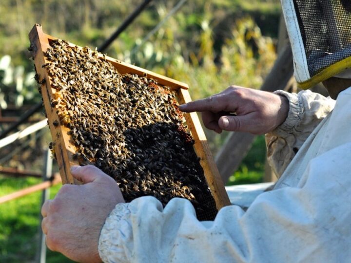 Apicoltura, ok della Regione a bando da oltre 1,3 milioni di euro