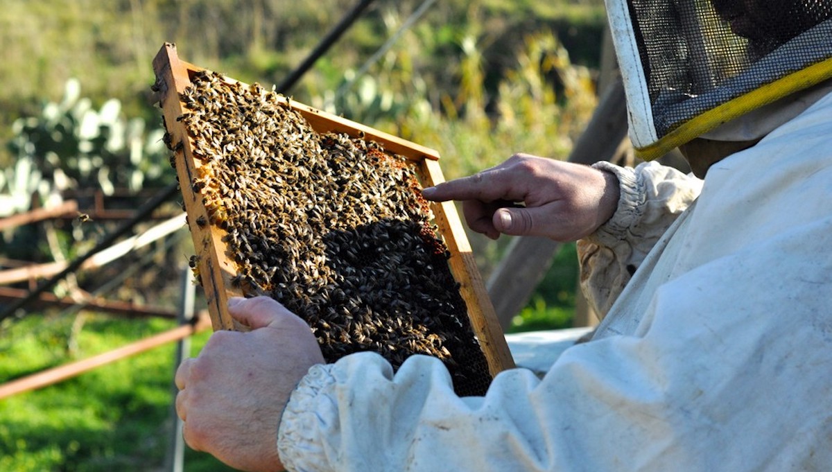 Webinar su pappa reale, varroa e altre patologie delle api