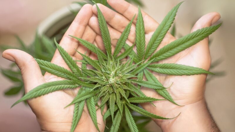 Cannabis terapeutica, all’Ars disco verde per produrla anche in Sicilia