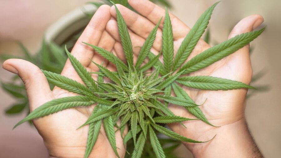 cannabis terapeutica