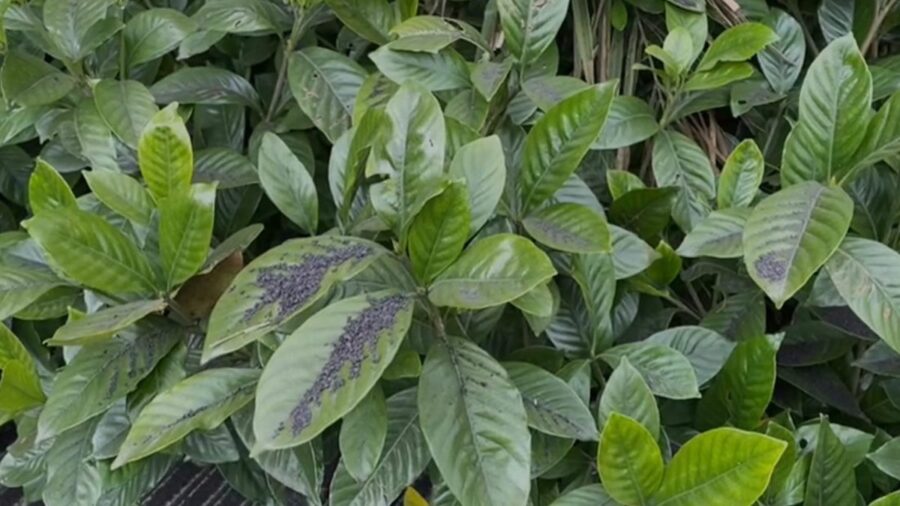 cenere e lapilli su piante ornamentali