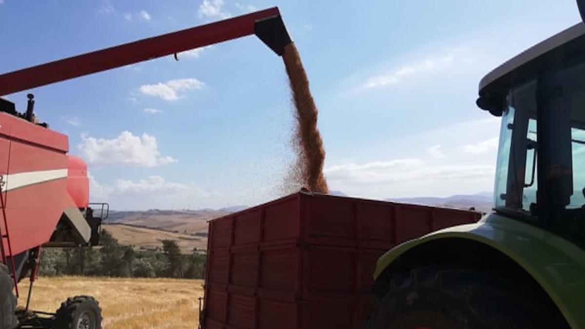 Frumento duro, Mipaaf su “Granaio d’Italia”: presto confronto con la filiera