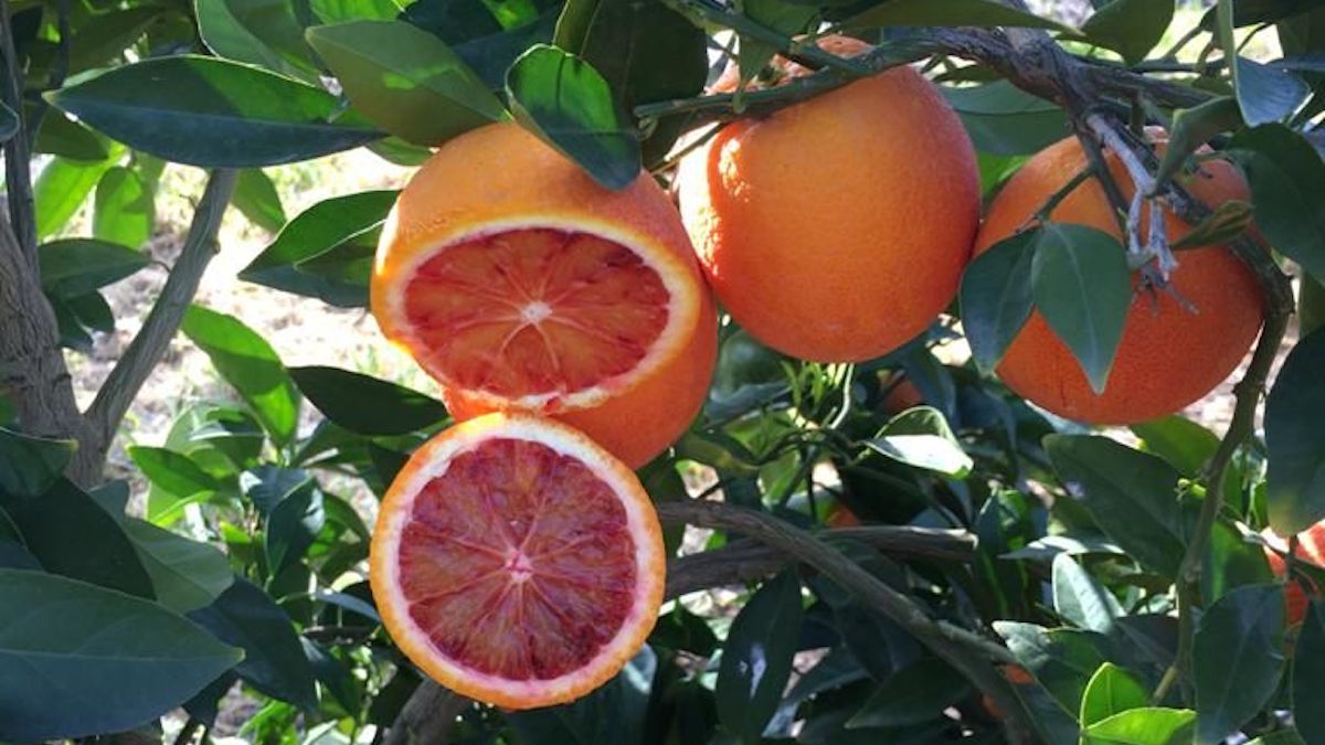 Arancia Rossa di Sicilia Igp, la varietà Moro sul mercato anche a marzo