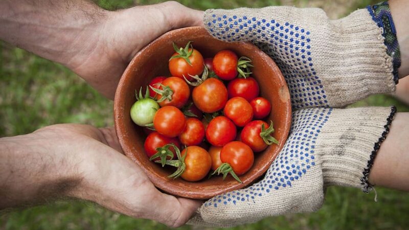 “Cambiamo Agricoltura”: riformare la Pac per la transizione agroecologica