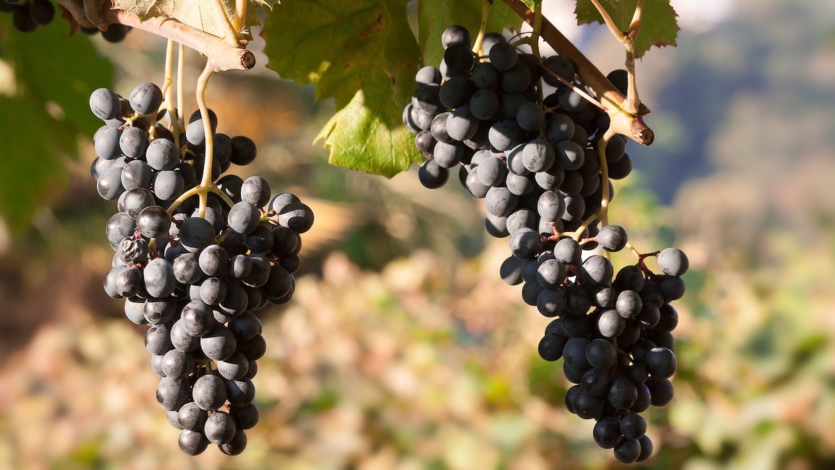 Rinascita dei vitigni reliquia, evento digital delle Donne del Vino Sicilia