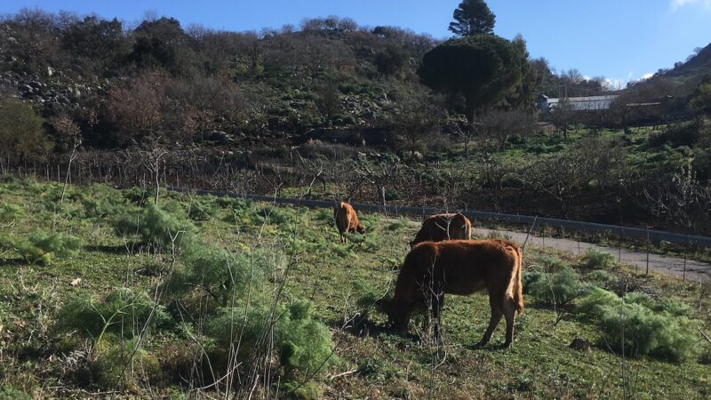 Zootecnia, Attiva Sicilia: favorire modelli estensivi per rispetto ambiente