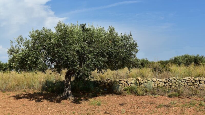 Imu agricola, i Comuni battono a cassa per recuperare quella non pagata