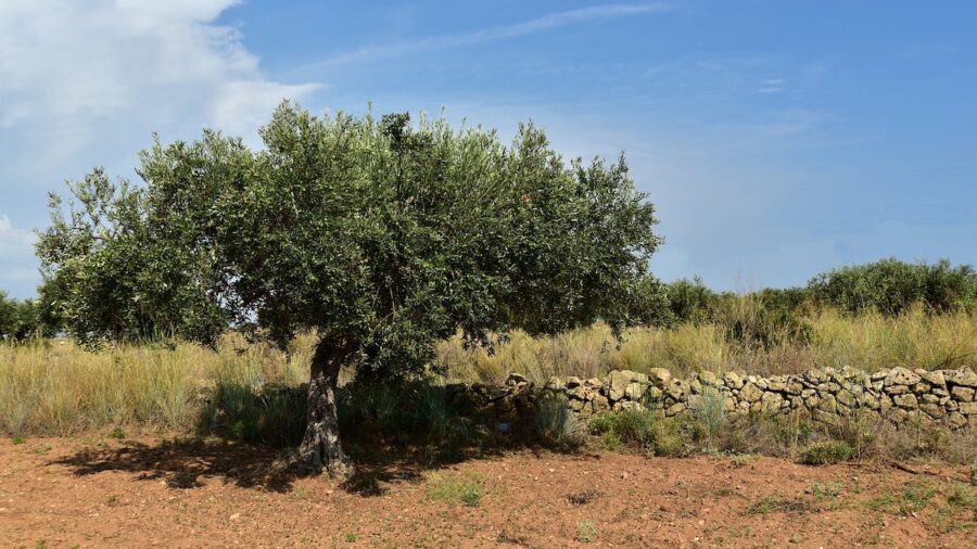Imu agricola