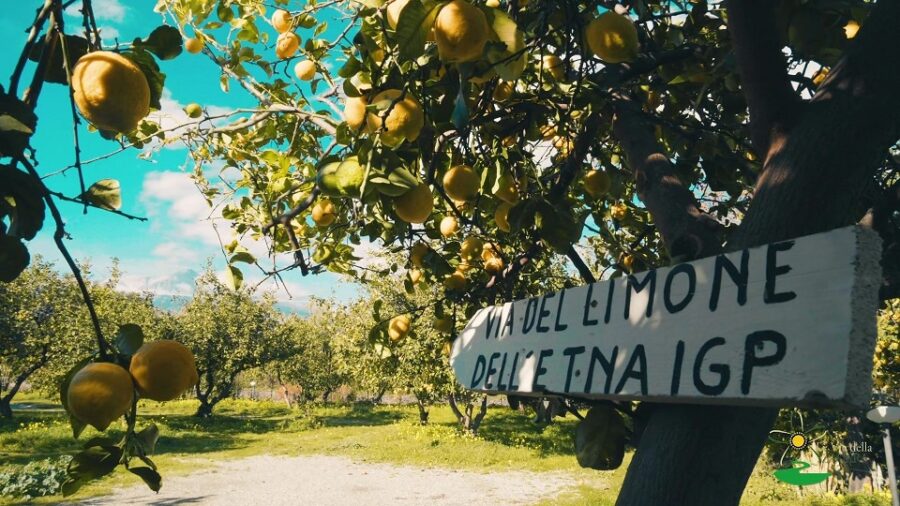 Scent of zagara Limone dell'Etna
