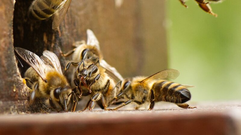 Apicoltura naturale e allergia da veleno, due appuntamenti dell’Aras