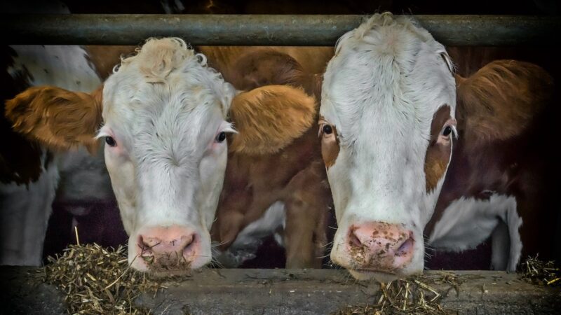 Rilancio “Carni madonite”,  bando del Gal per una demo-farm resiliente