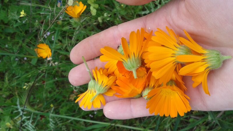 Percorso sensoriale solo se a contatto con la natura. Online è un tranello…