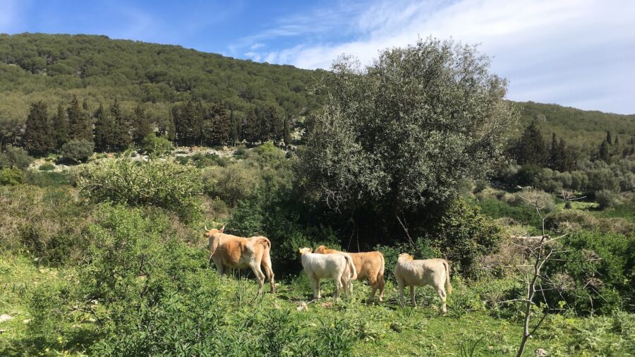indennità compensativa
