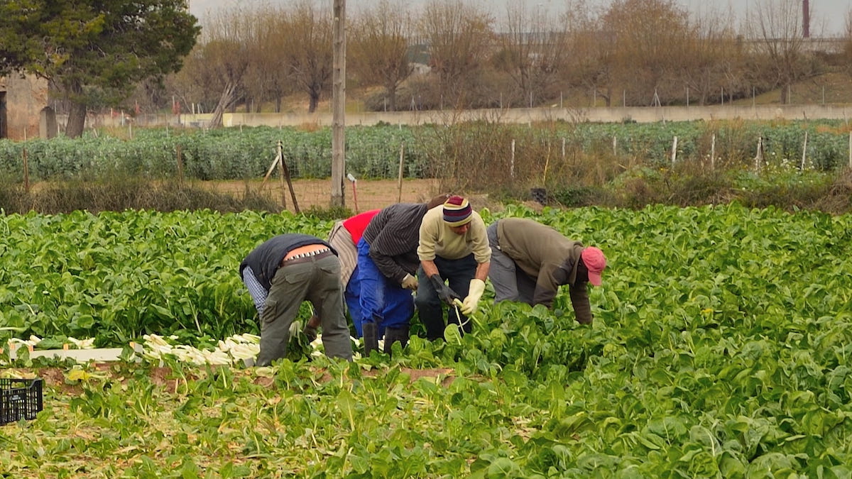 Permessi di soggiorno al rallenty, senza stranieri agricoltura a rischio