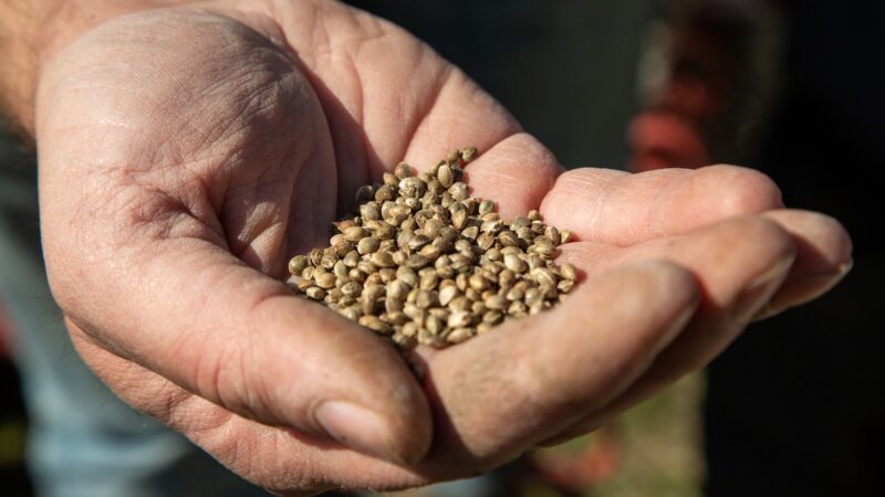 Progetto Semincanta, nel Calatino la canapa fa prove di filiera