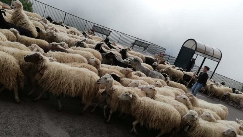 A Geraci Siculo, sulle Madonie, torna l’antico rito della transumanza