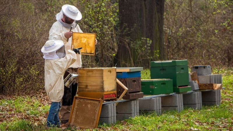 apicoltori miele