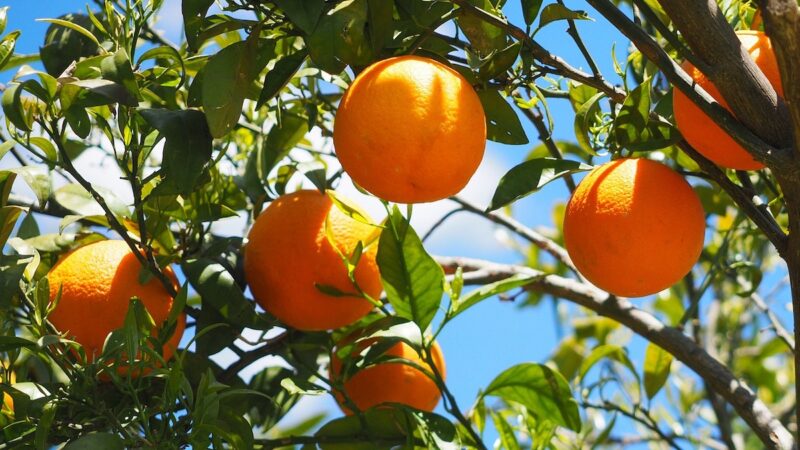 Catasto frutticolo, dopo due anni, finalmente qualcosa si muove