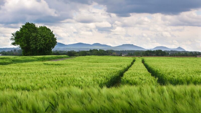 Domanda unica, rinviata al 15 giugno la scadenza per la presentazione