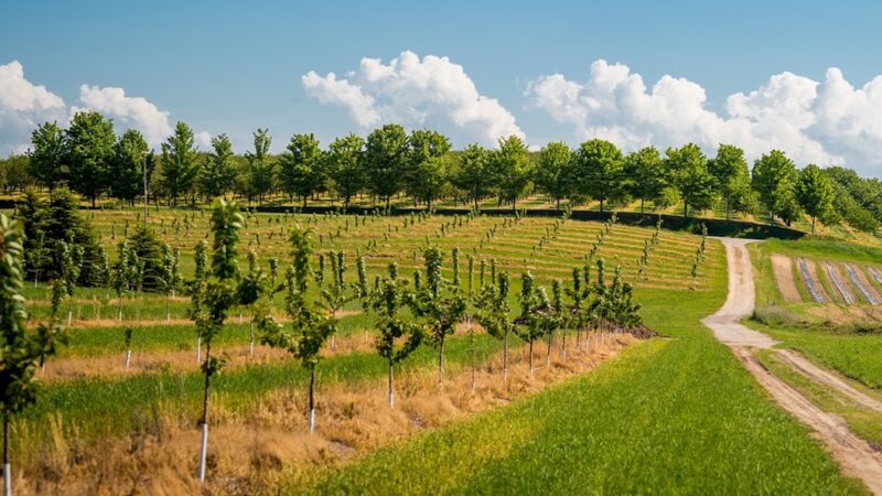 Vivai e “bidoni”. Che cosa fare se la piantina venduta è di un’altra cultivar
