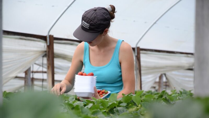 Bonus per gli stagionali agricoli in arrivo nel Decreto Sostegni bis