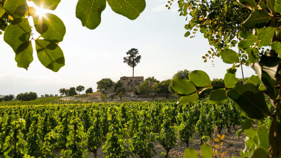 Strada del Vino della Val di Noto
