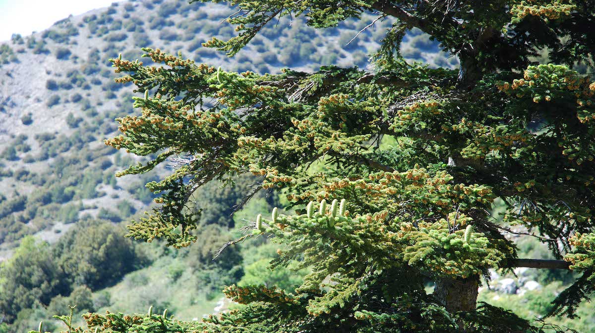 Ambiente, webinar su specie vegetali e habitat di Direttiva in Sicilia