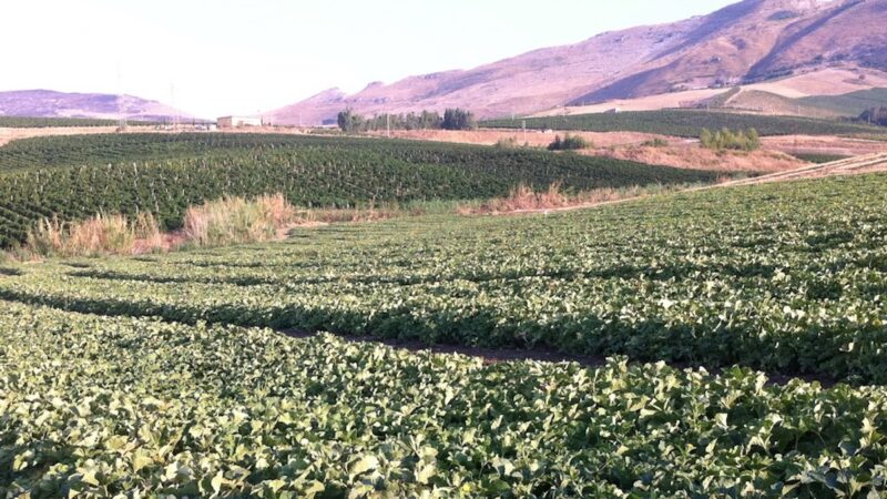 Diga Rubino, vietato uso agricolo e zootecnico per colpa dell’alga rossa