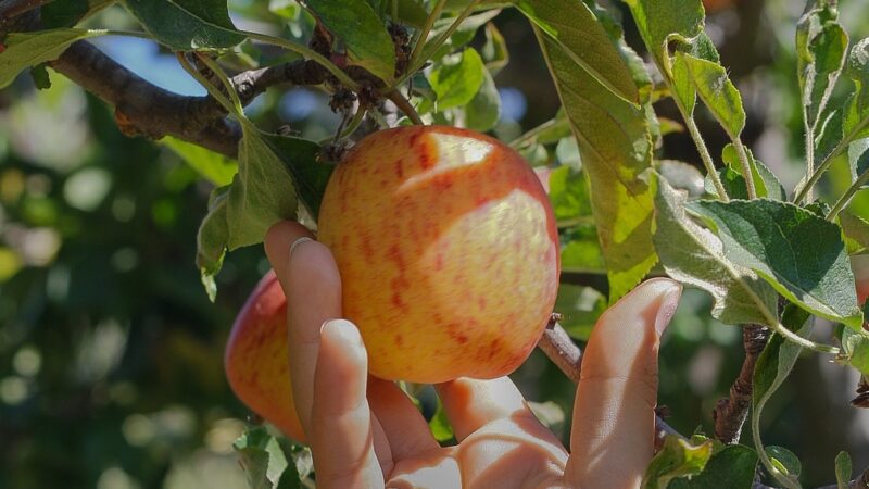Raccolta frutta e verdura estiva, allarme Cia: difficile trovare manodopera