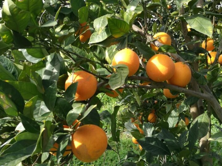 Agrumi e innovazione: a Lentini la prima “Orange Exhibition”