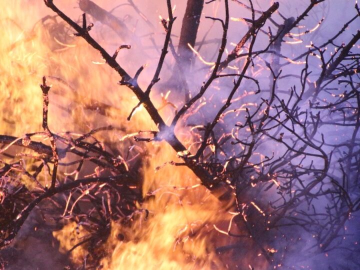 Incendi, aziende agricole danneggiate: c’è tempo fino al 30 settembre