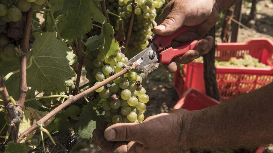 vendemmia verde