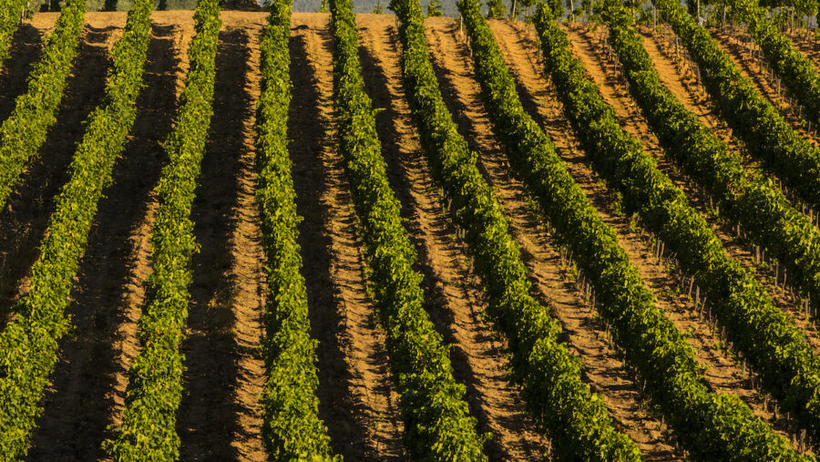 Ocm Vino vigneti