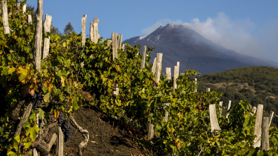vigneto Doc Etna