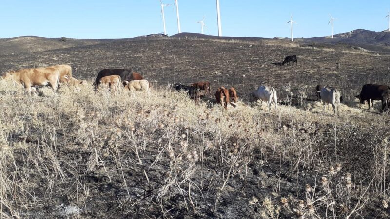 Incendi, sulle Madonie messa in moto la macchina della solidarietà