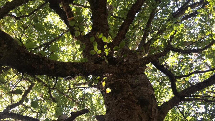alberi monumentali