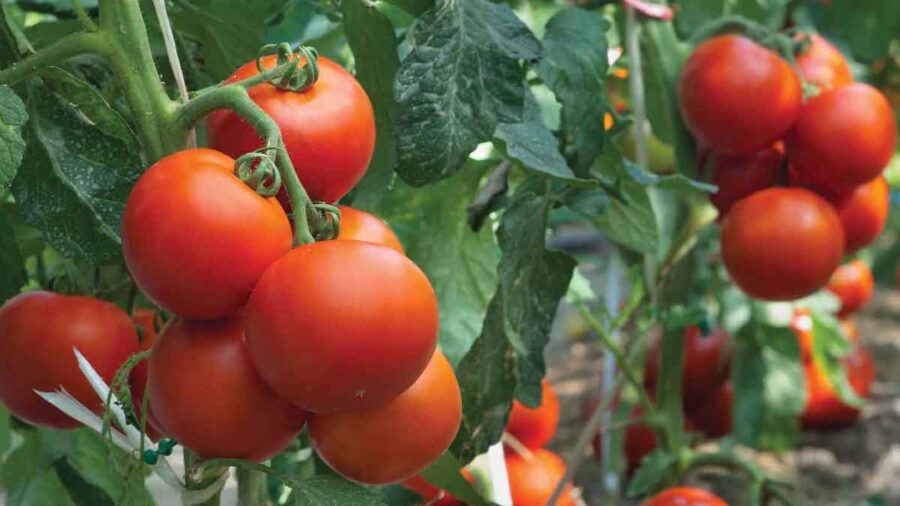 pomodoro a grappolo