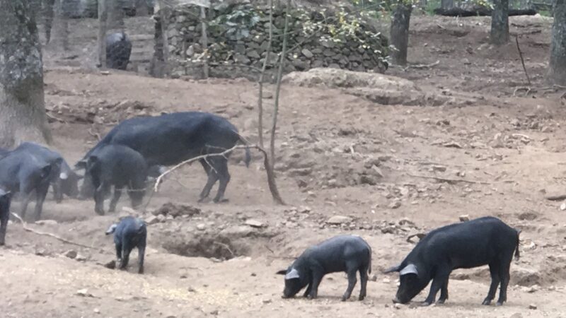 Peste suina, Legacoop agroalimentare Sicilia chiede interventi immediati