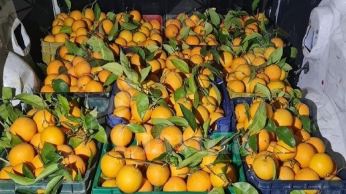 Furti di arance nel Sud Est siciliano, a rischio il reddito dei produttori