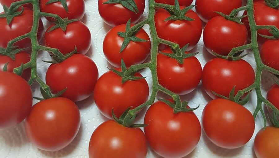 crocine da pomodoro