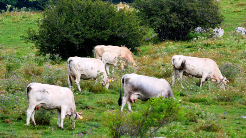 Benessere animale, in Sicilia presto il bando per la misura 14 del Psr