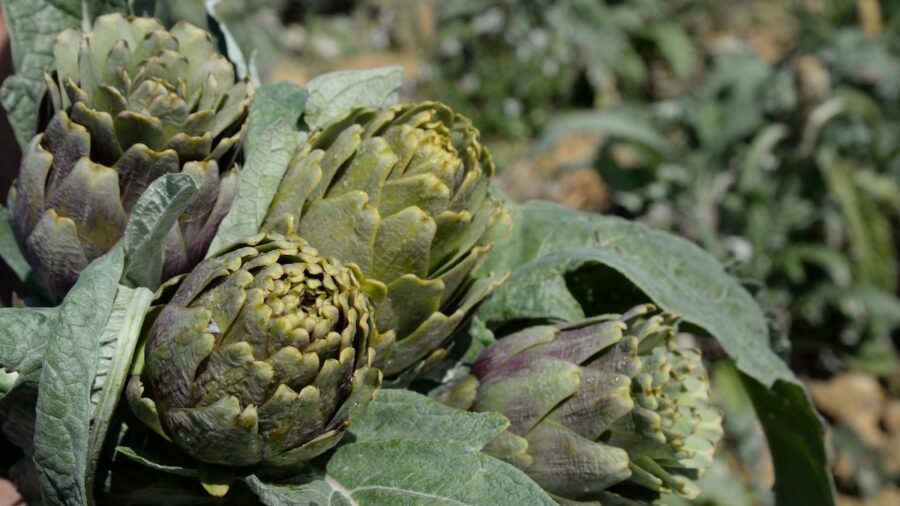 carciofo di NIscemi