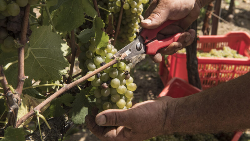 “Interazioni sostenibili”, simposio a Palermo su viticoltura green